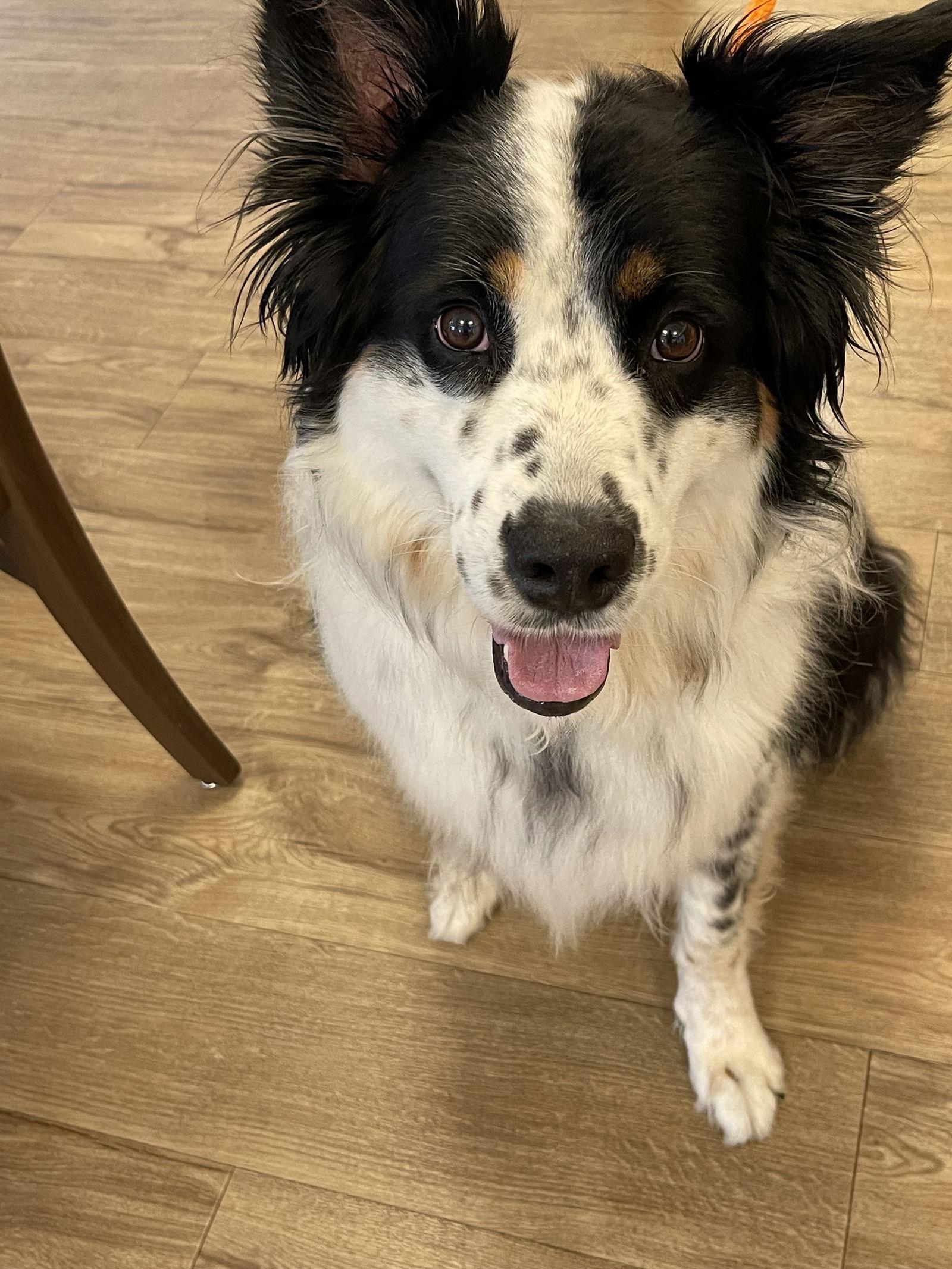 Enlarge Chip, a Adopted Australian Shepherd in Lincoln, NE image 2/2