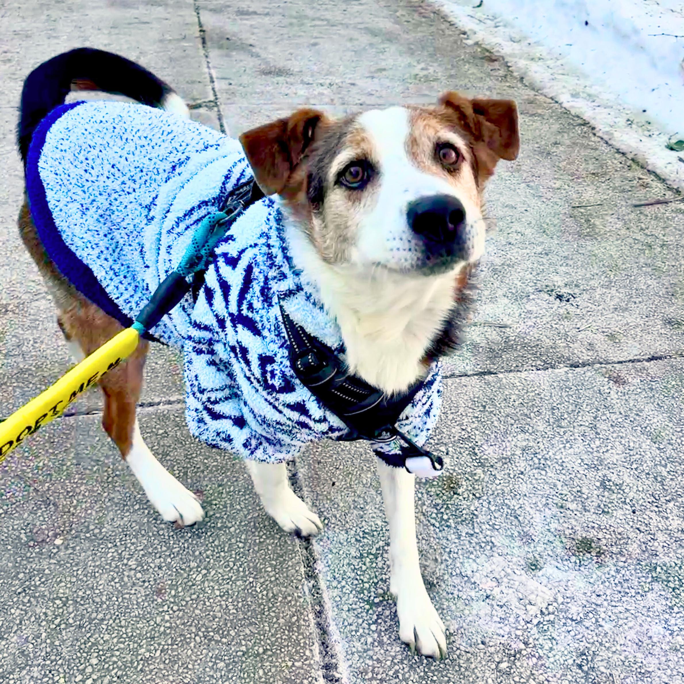 Derry, a Adoptable mixed breed in Short Hills, NJ image 3/6