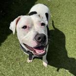Dexter, Adoptable, Adult Male Pit Bull Terrier.