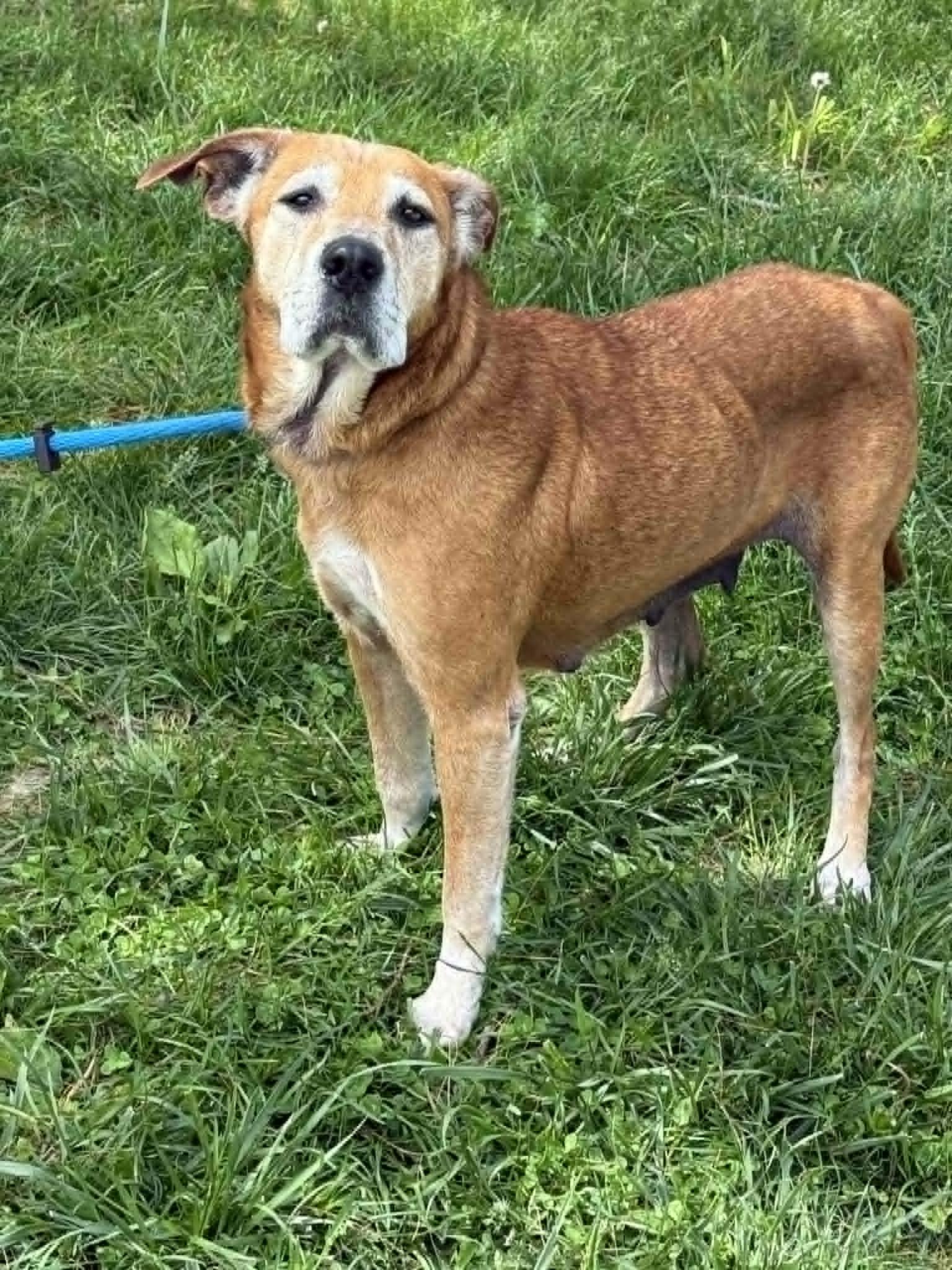 Enlarge Angel, an adopted mixed breed in Springfield, IL image 4/4