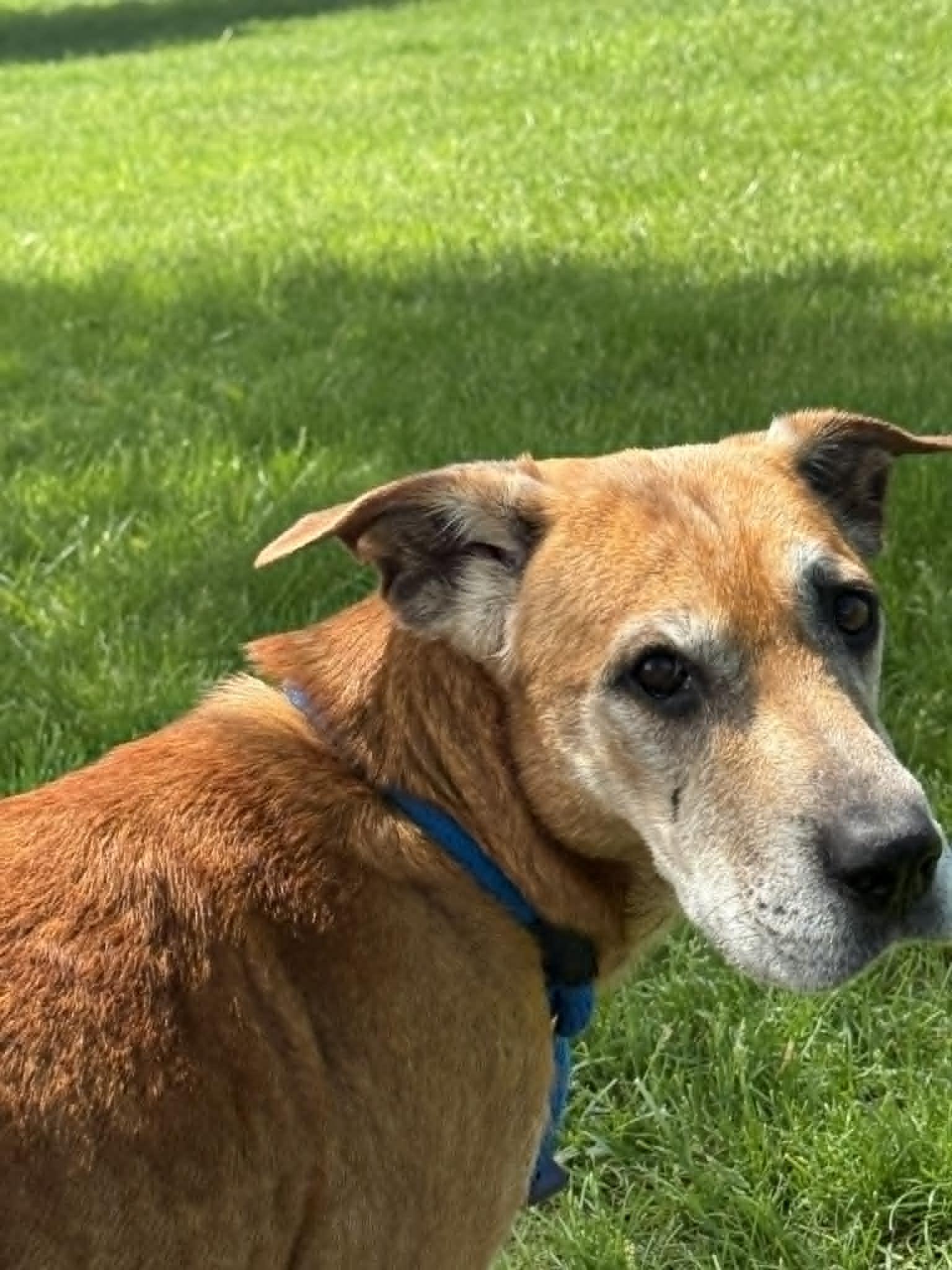 Enlarge Angel, an adopted mixed breed in Springfield, IL image 2/4
