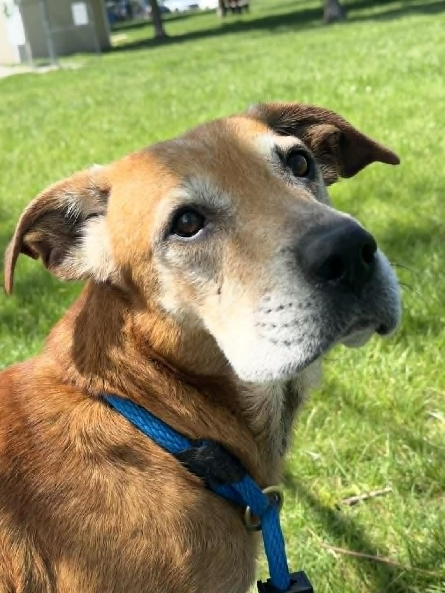 Enlarge Angel, an adopted mixed breed in Springfield, IL image 3/4