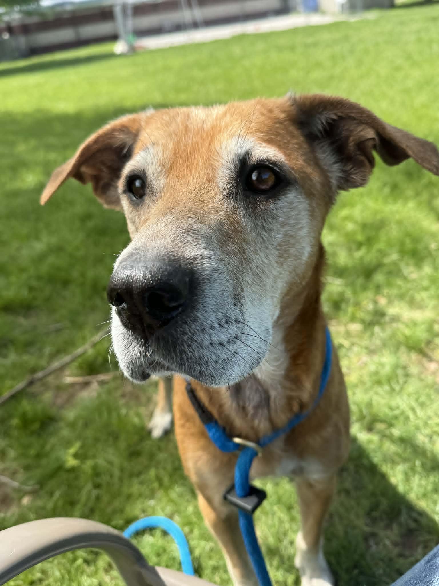 Enlarge Angel, an adopted mixed breed in Springfield, IL image 1/4