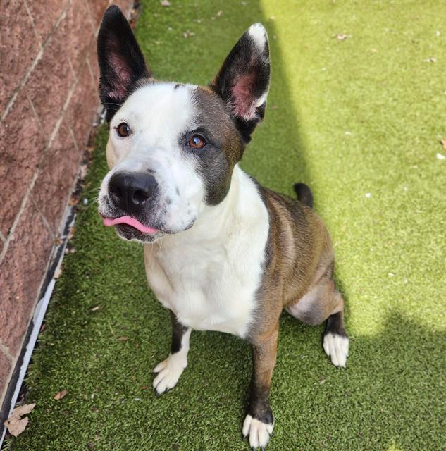 Enlarge TIMMY, a Adoptable mixed breed in Minneapolis, MN image 1/1