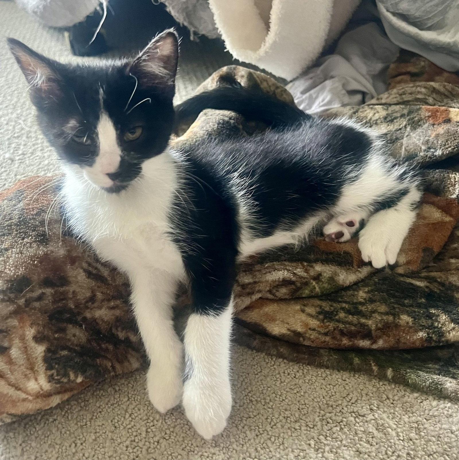 Enlarge Presley, a Adopted Domestic Short Hair in Shawnee, KS image 1/3