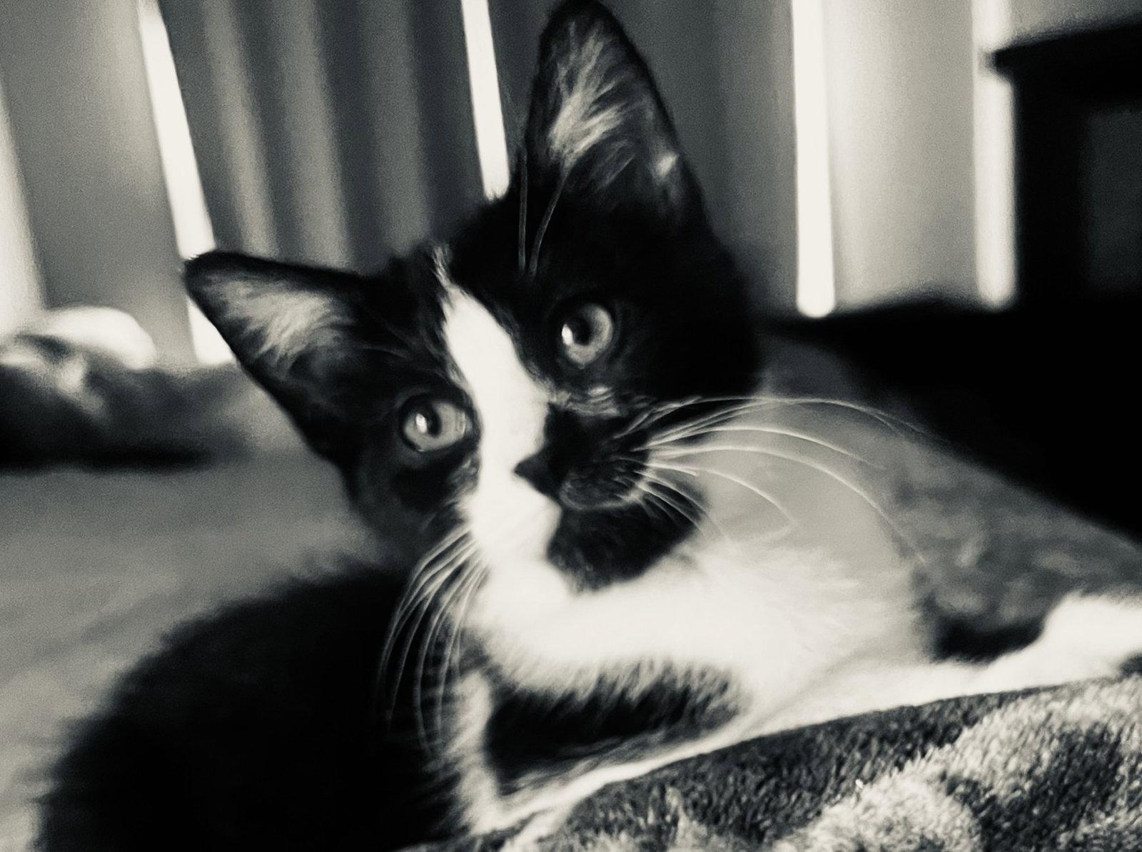 Enlarge Presley, a Adopted Domestic Short Hair in Shawnee, KS image 2/3