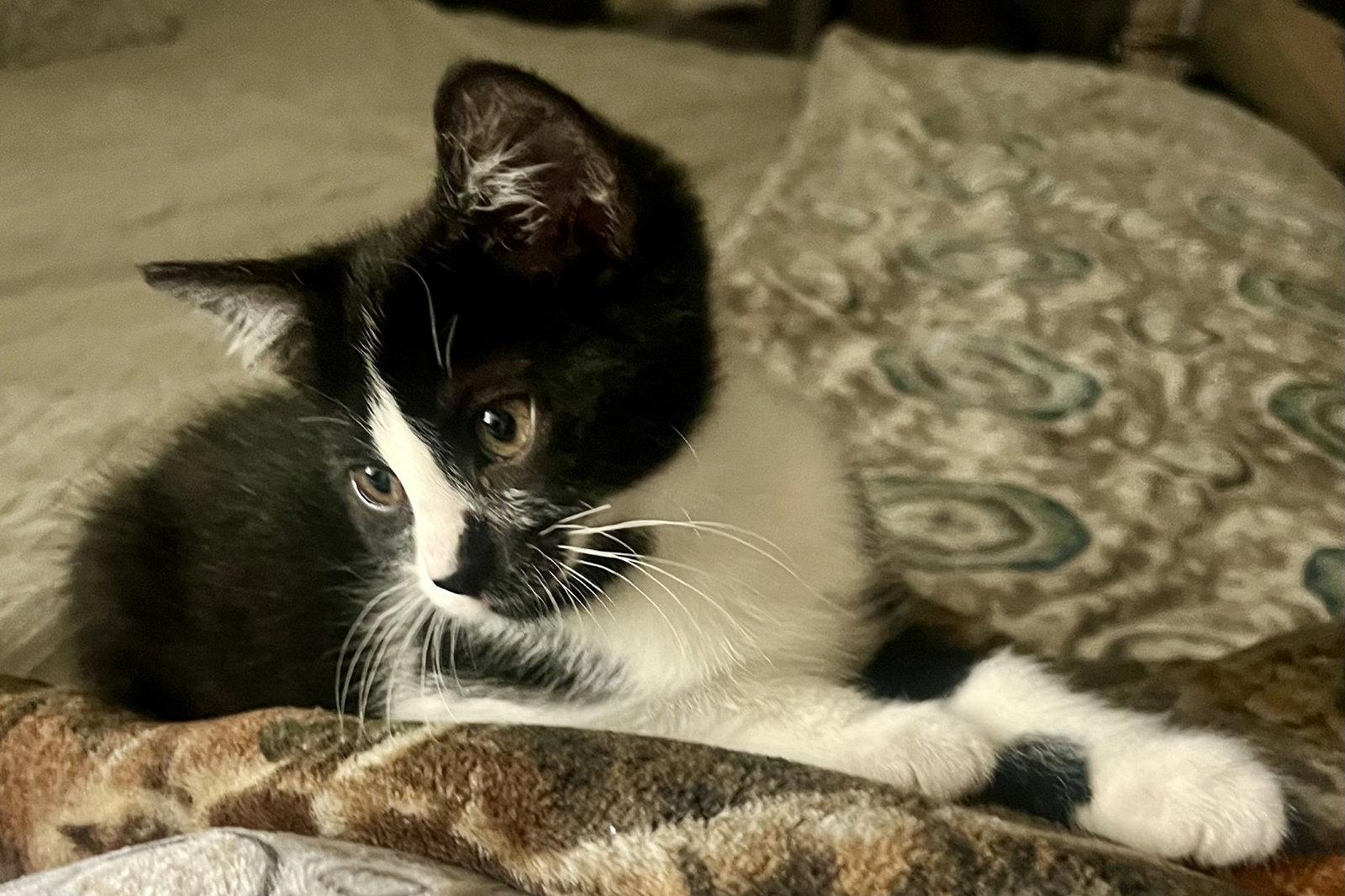 Enlarge Presley, a Adopted Domestic Short Hair in Shawnee, KS image 3/3