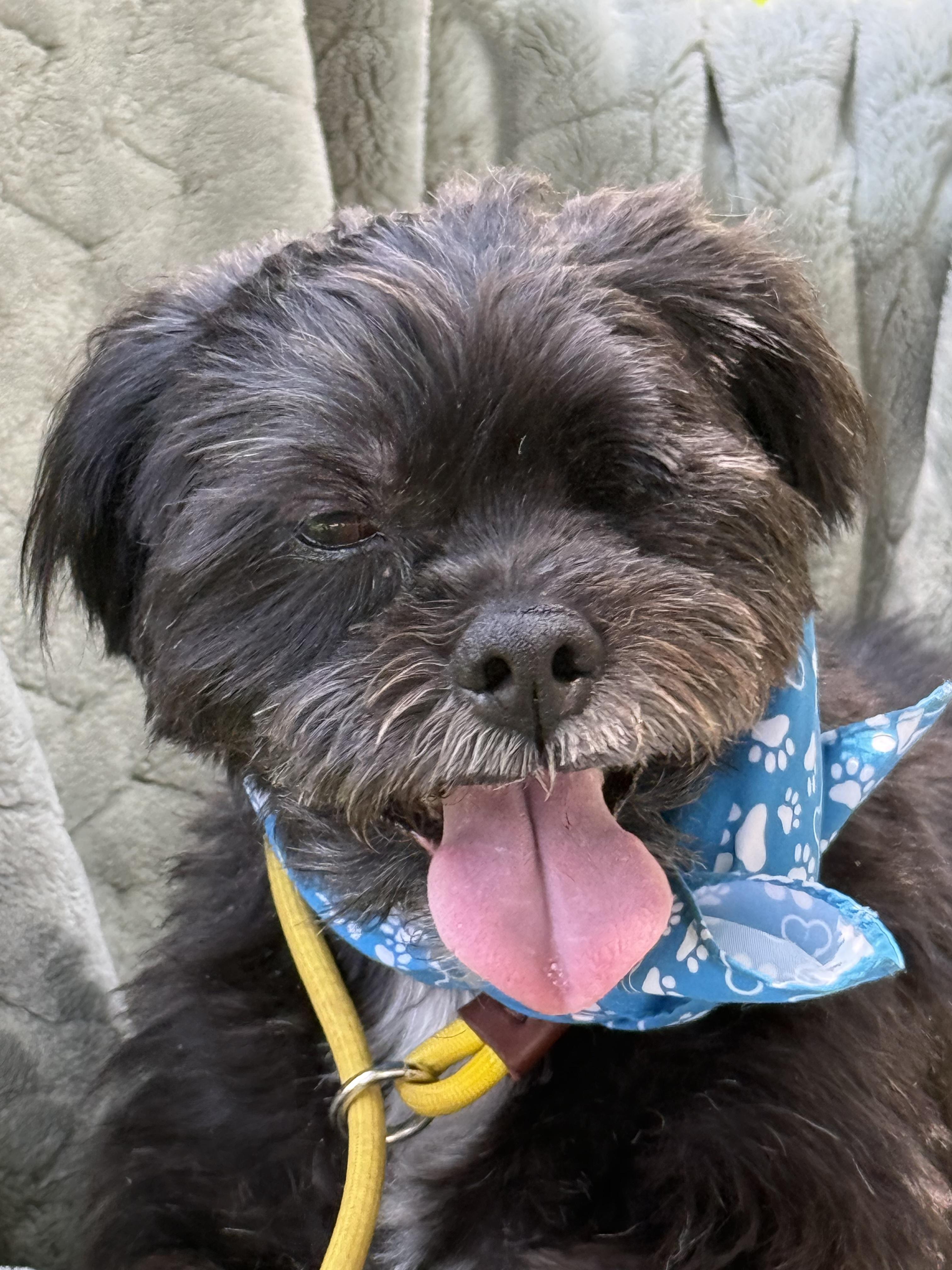 Enlarge EWOK, an adopted mixed breed in Wilmington, DE image 3/6