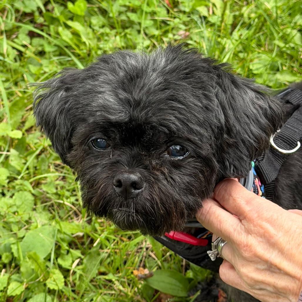 Enlarge Sweet Pea, a Adoptable Shih Tzu in Tunkhannock, PA image 1/3