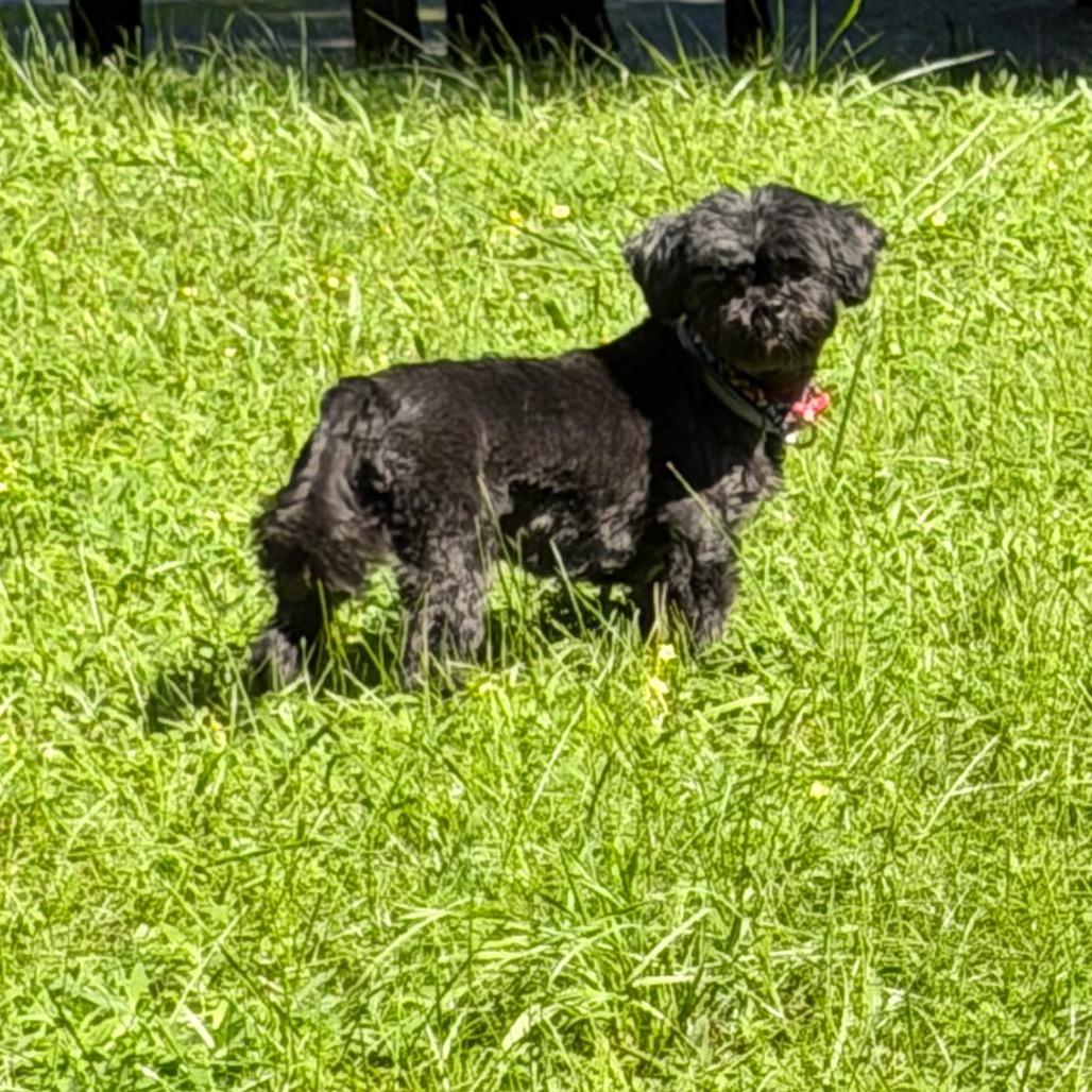 Enlarge Sweet Pea, a Adoptable Shih Tzu in Tunkhannock, PA image 2/3