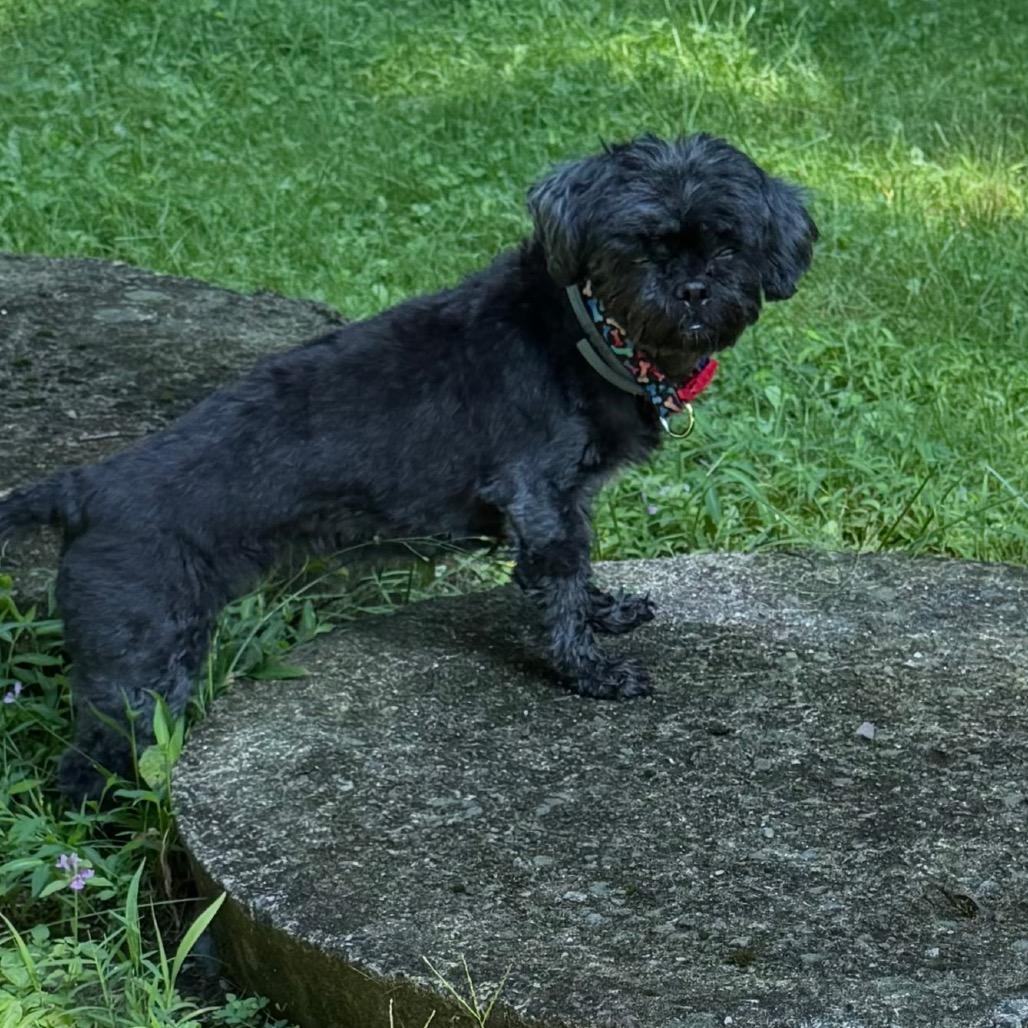 Enlarge Sweet Pea, a Adoptable Shih Tzu in Tunkhannock, PA image 3/3