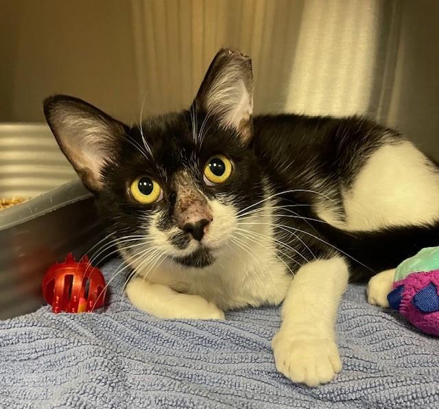Spot, ADOPTABLE, Adult Male Domestic Short Hair.