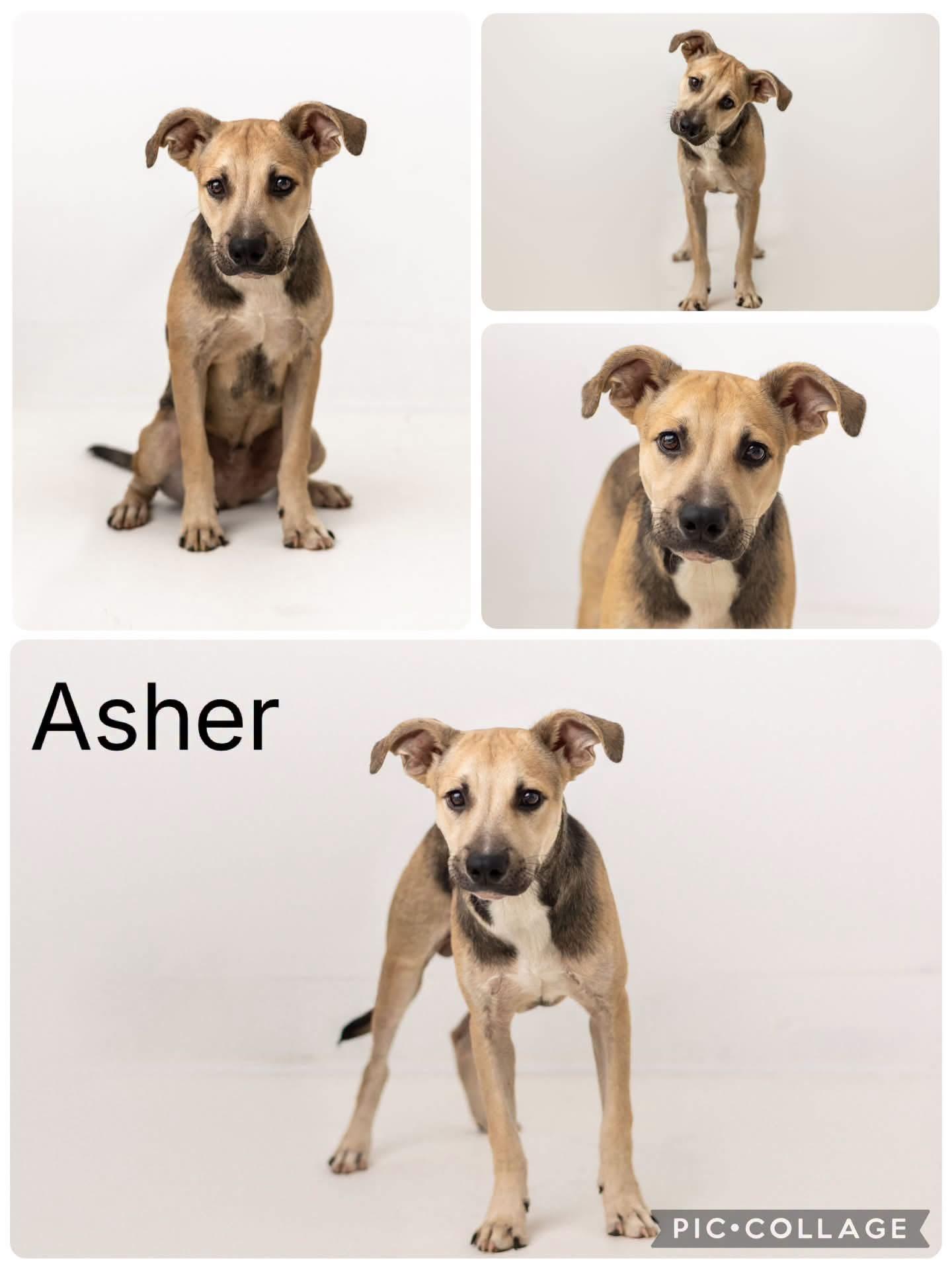 Asher, ADOPTABLE, Young Male Shepherd.
