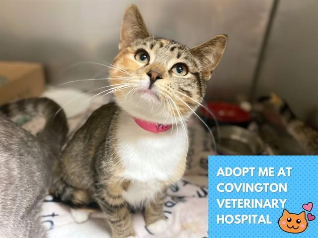 KANYE, Adoptable, Kitten Female Domestic Short Hair.