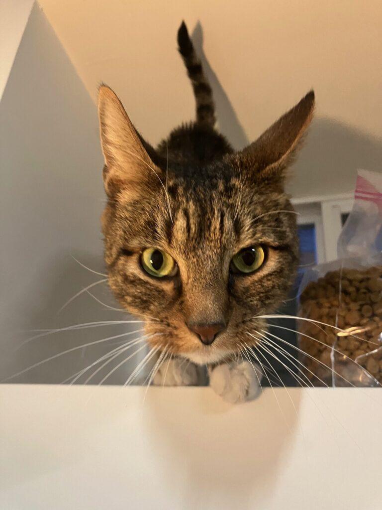 Enlarge Jackson, a ADOPTABLE American Shorthair in Medford, MA image 1/5