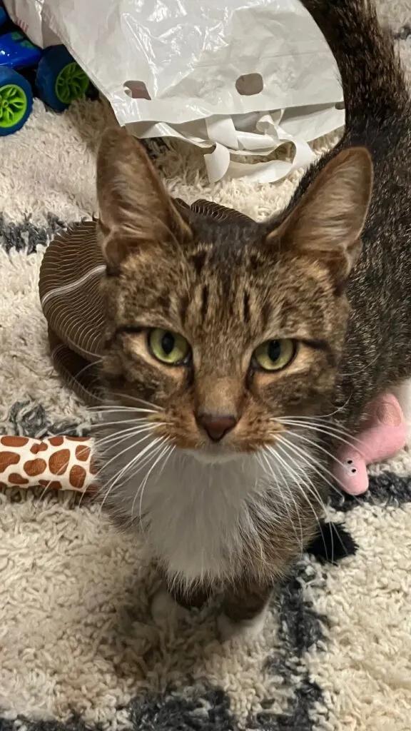 Enlarge Jackson, a ADOPTABLE American Shorthair in Medford, MA image 4/5