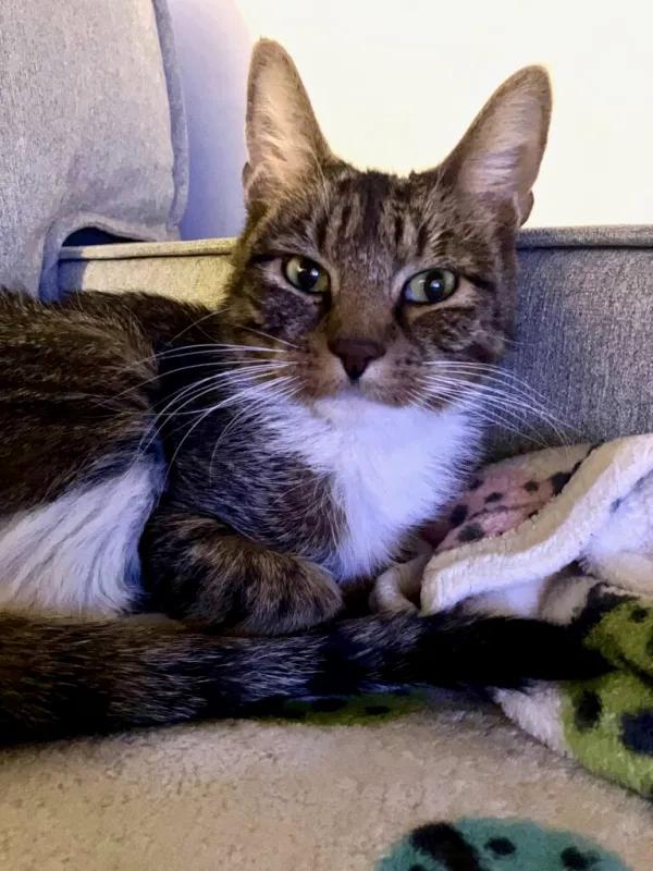 Enlarge Jackson, a ADOPTABLE American Shorthair in Medford, MA image 5/5