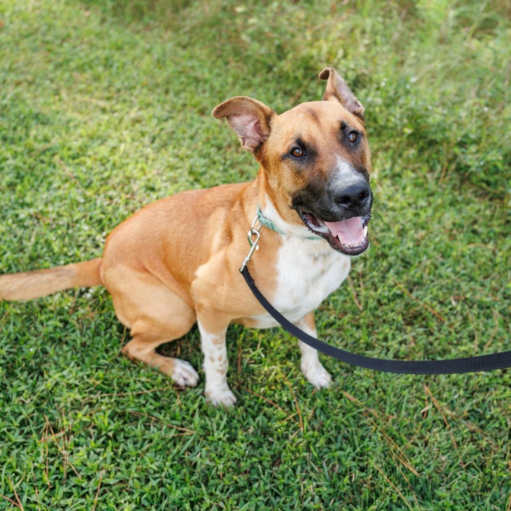 Enlarge Bocelli, a Adoptable mixed breed in Valdosta , GA image 5/6