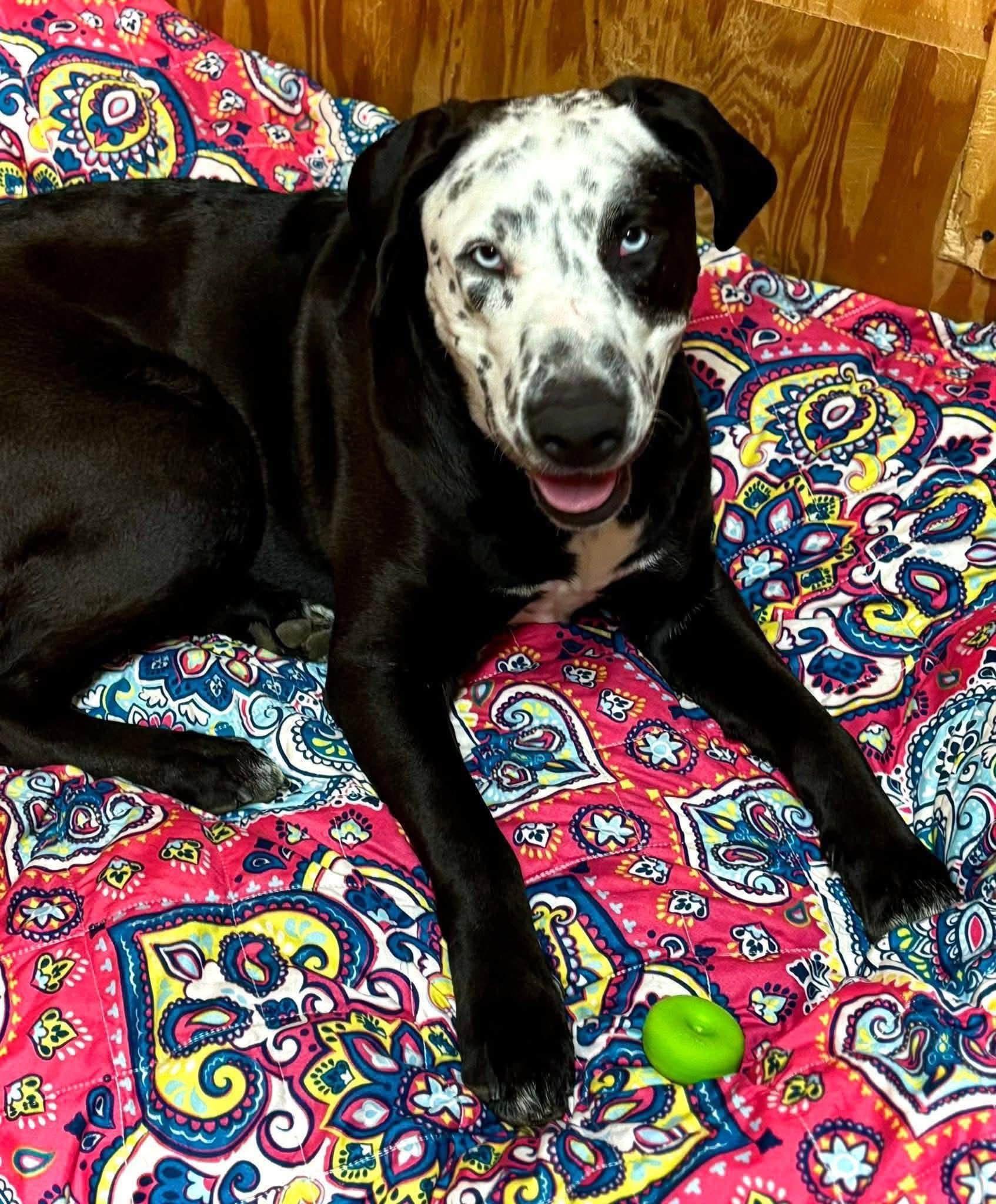 Enlarge Celeste, a Adoptable mixed breed in Southington, CT image 4/6