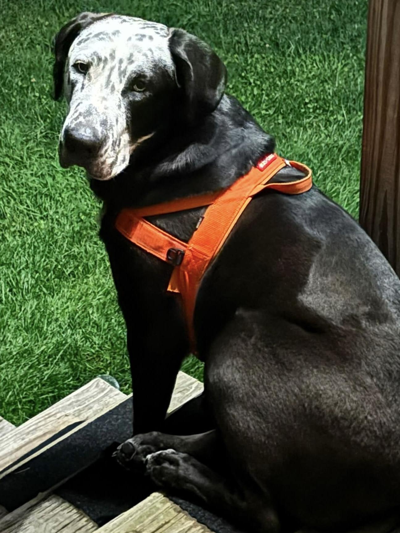 Enlarge Celeste, a Adoptable mixed breed in Southington, CT image 6/6