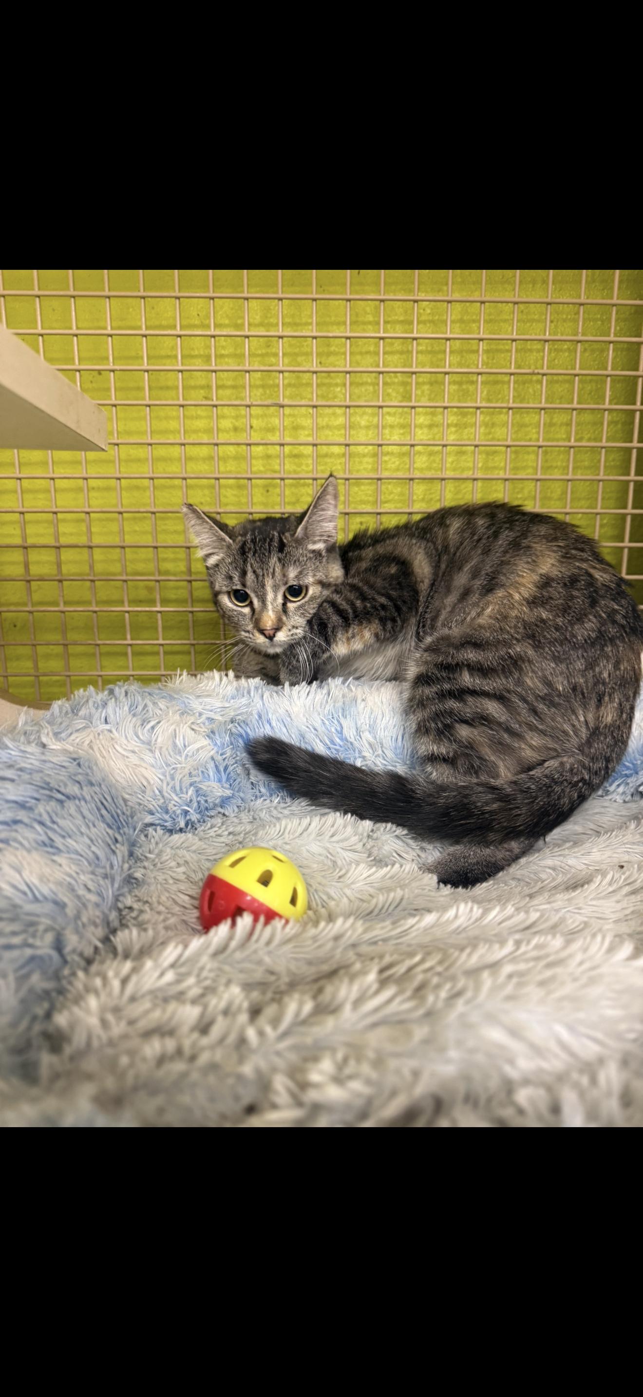 VinoBella, Adoptable, Kitten Female Torbie.