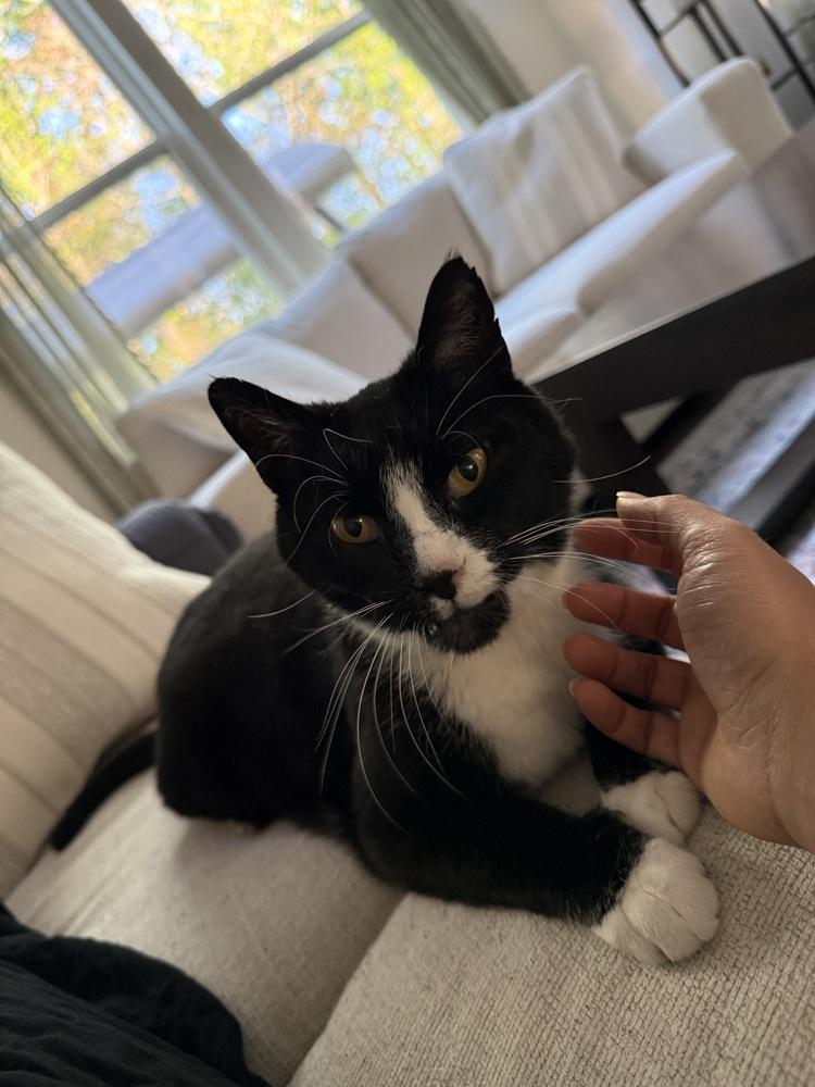 Toggle, Adoptable, Adult Male Domestic Short Hair.