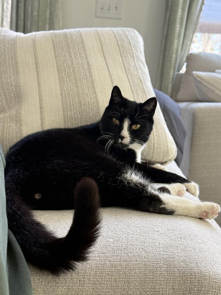 Enlarge Toggle, a Adoptable Domestic Short Hair in Cary, NC image 2/4