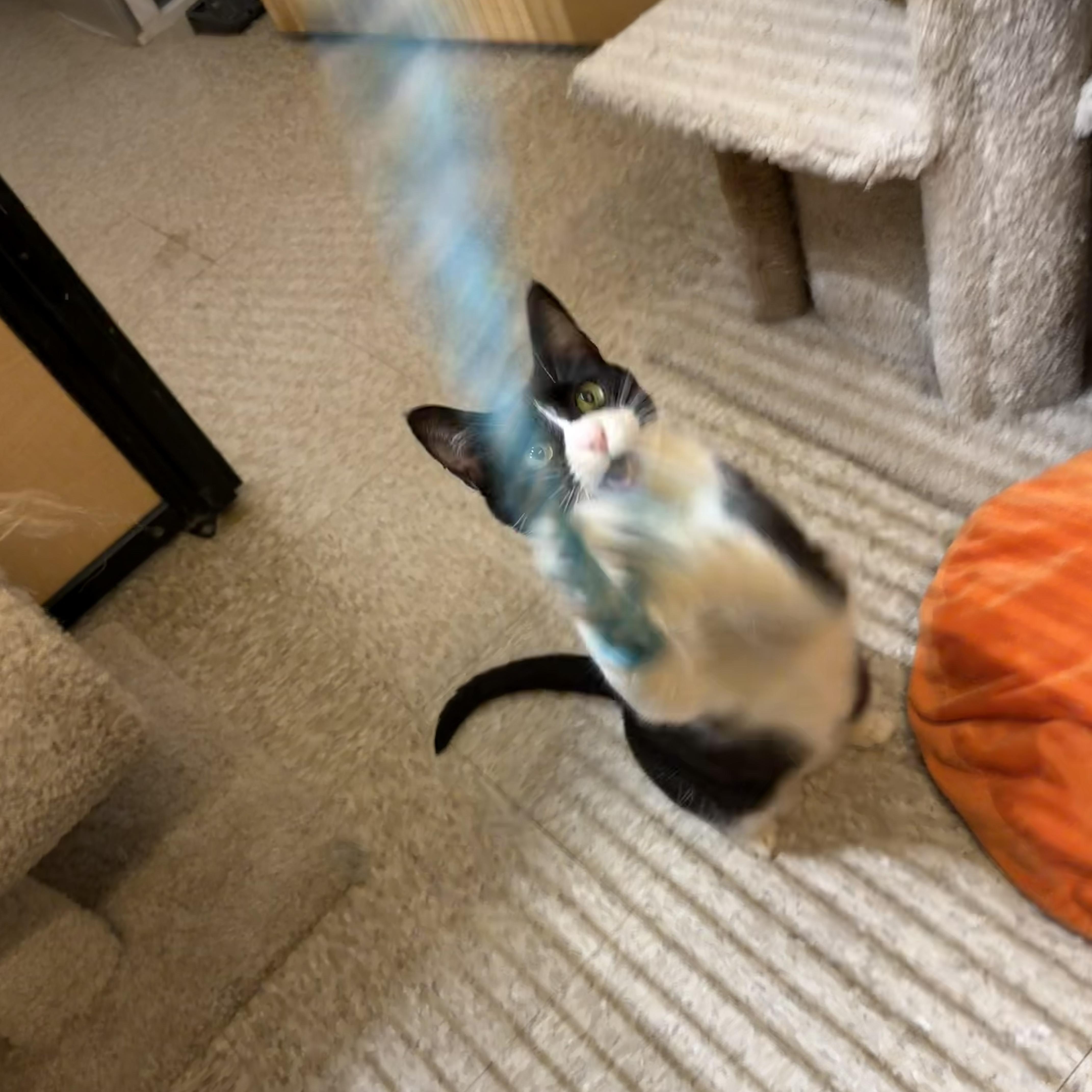 Enlarge Adora, a Adoptable Domestic Short Hair in Manhattan Beach, CA image 3/5