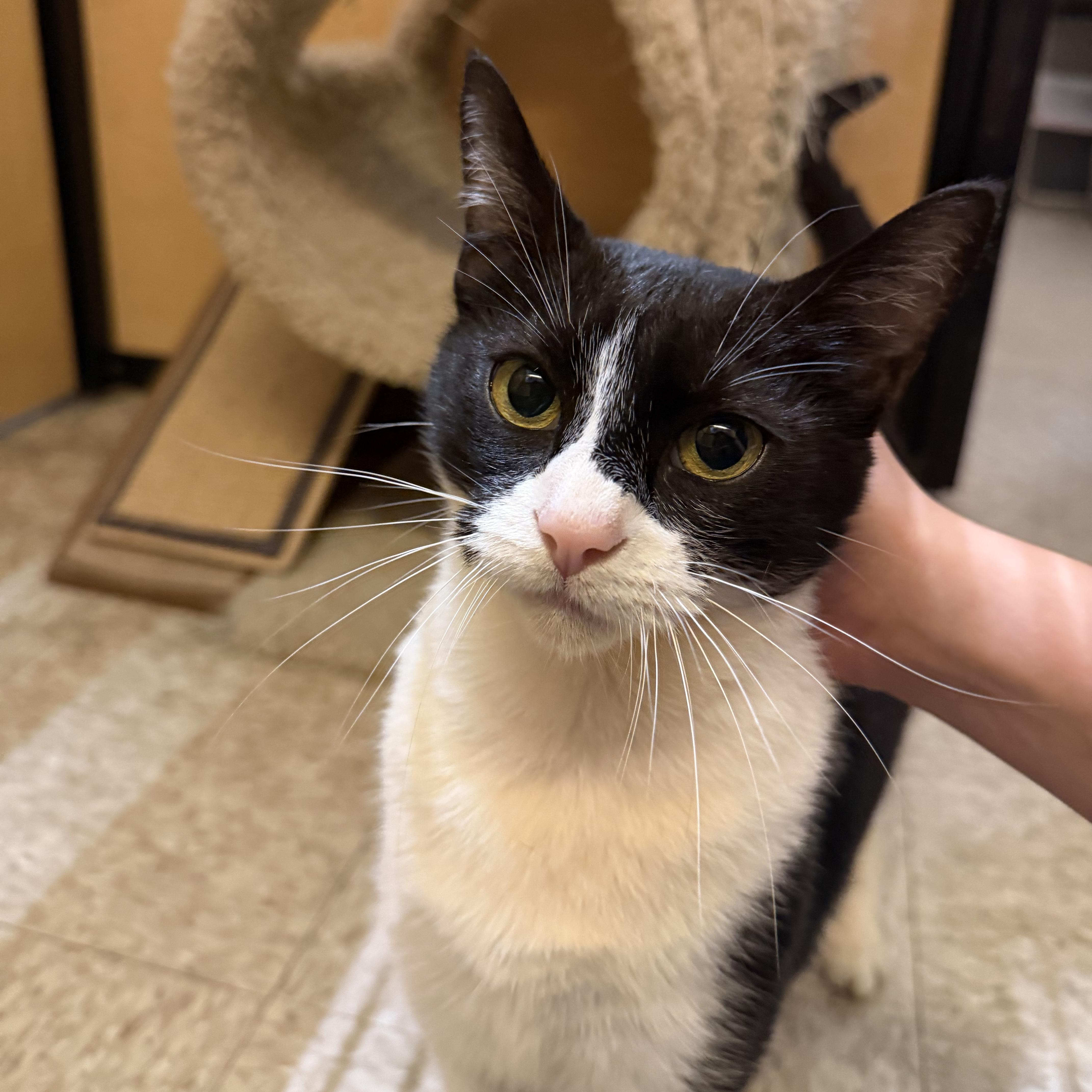 Enlarge Adora, a Adoptable Domestic Short Hair in Manhattan Beach, CA image 1/5