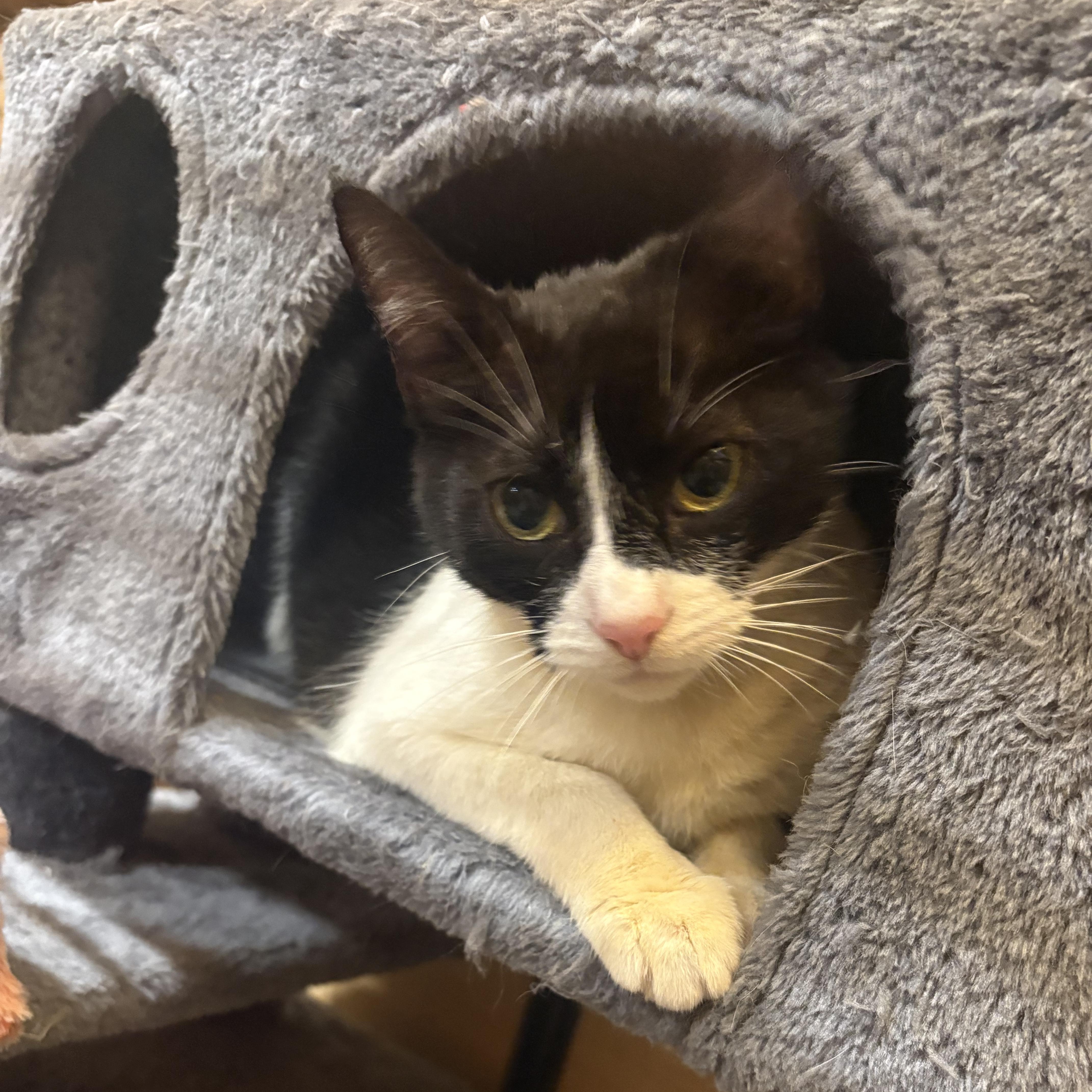 Enlarge Adora, a Adoptable Domestic Short Hair in Manhattan Beach, CA image 5/5
