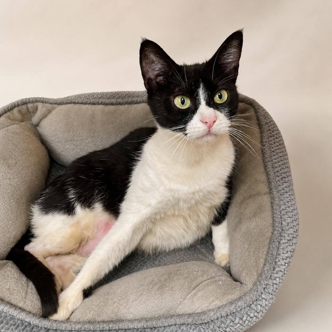 Enlarge Adora, a Adoptable Domestic Short Hair in Manhattan Beach, CA image 4/5