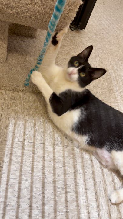 Enlarge Adora, a Adoptable Domestic Short Hair in Manhattan Beach, CA video 2/5
