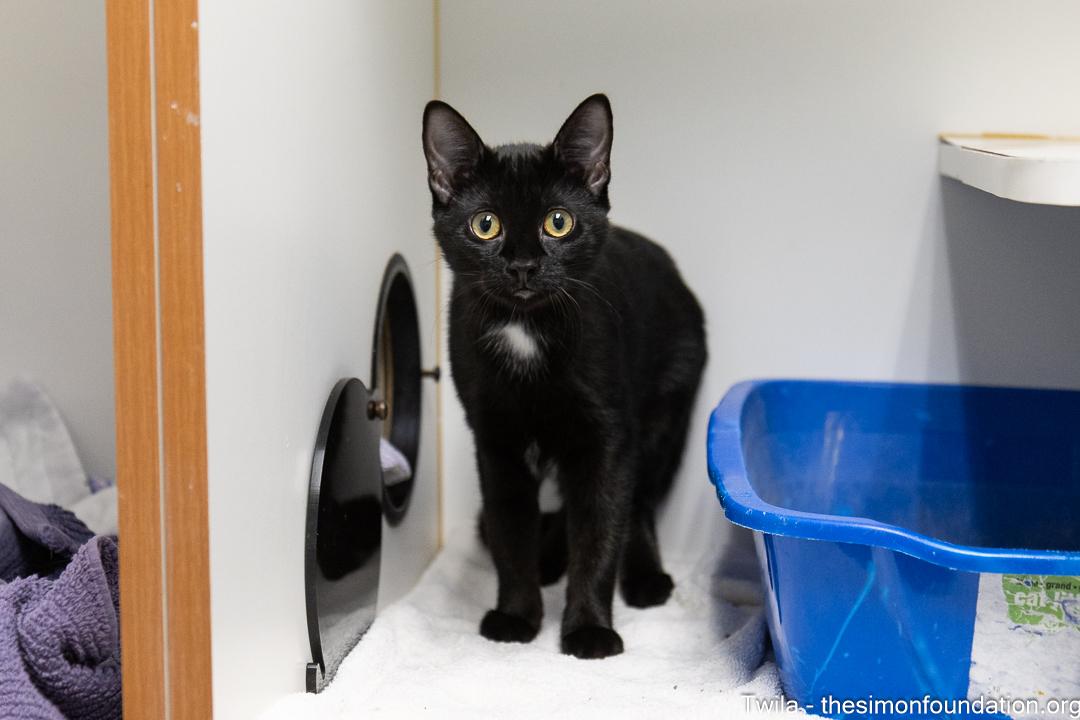 Twila, adopted, Kitten Female Domestic Short Hair.
