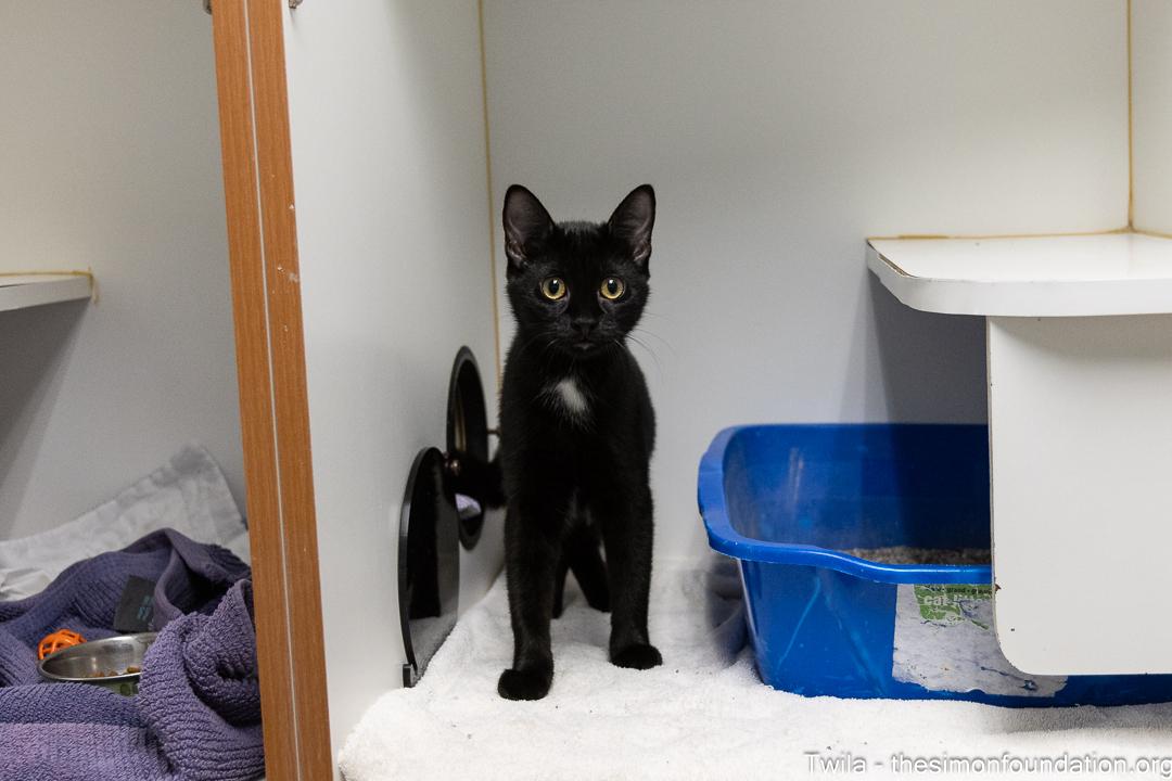 Twila, an adopted Domestic Short Hair in Bloomfield, CT image 4/4