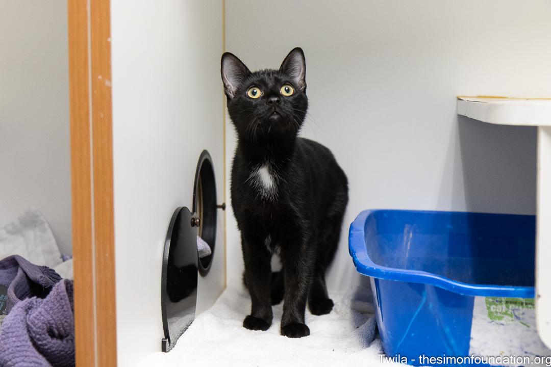 Twila, an adopted Domestic Short Hair in Bloomfield, CT image 2/4