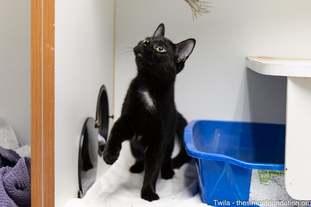 Twila, an adopted Domestic Short Hair in Bloomfield, CT image 3/4