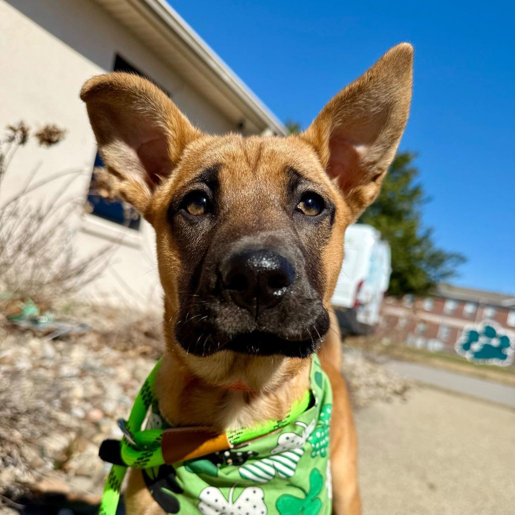 Enlarge Harmonica, a Adoptable mixed breed in Louisville, KY image 1/3