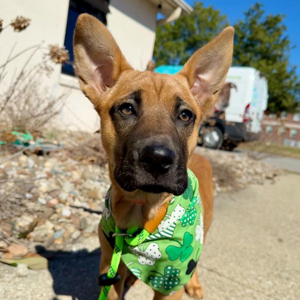 Enlarge Harmonica, a Adoptable mixed breed in Louisville, KY image 2/3