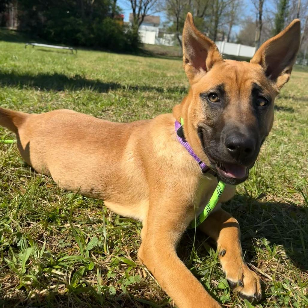 Enlarge Harmonica, a Adoptable mixed breed in Louisville, KY image 3/3