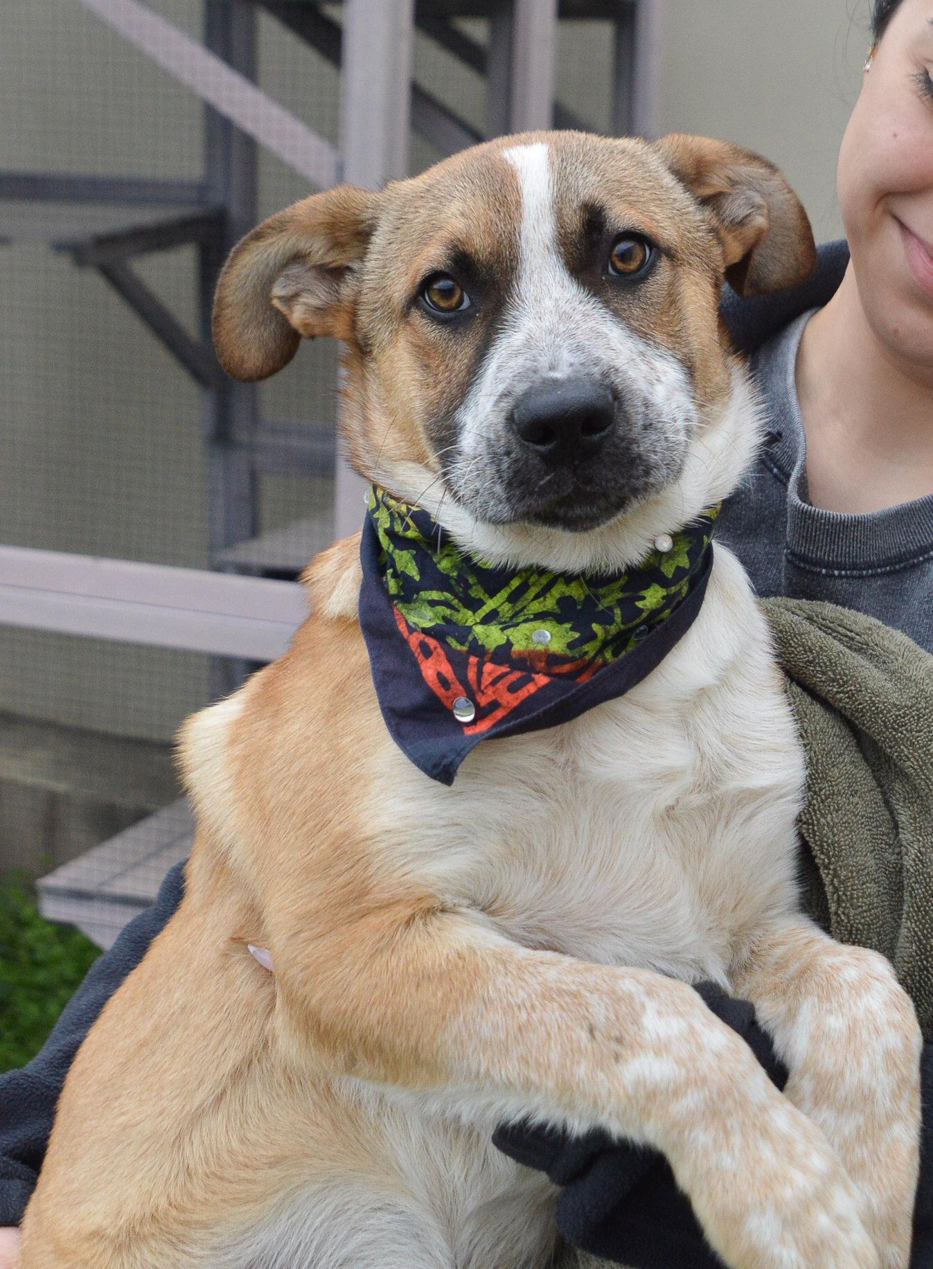 Bud-Lightyear, Adoptable, Puppy Male Australian Cattle Dog / Blue Heeler.