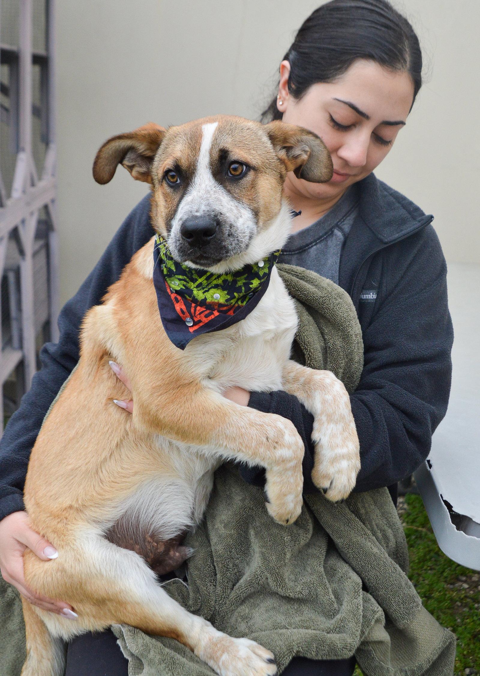 Bud-Lightyear, Adoptable, Puppy Male Australian Cattle Dog / Blue Heeler.
