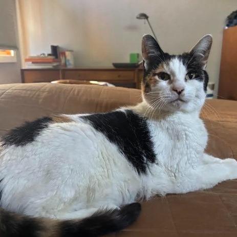 Enlarge Liberty, a Adoptable Domestic Short Hair in Santa Barbara, CA image 1/4