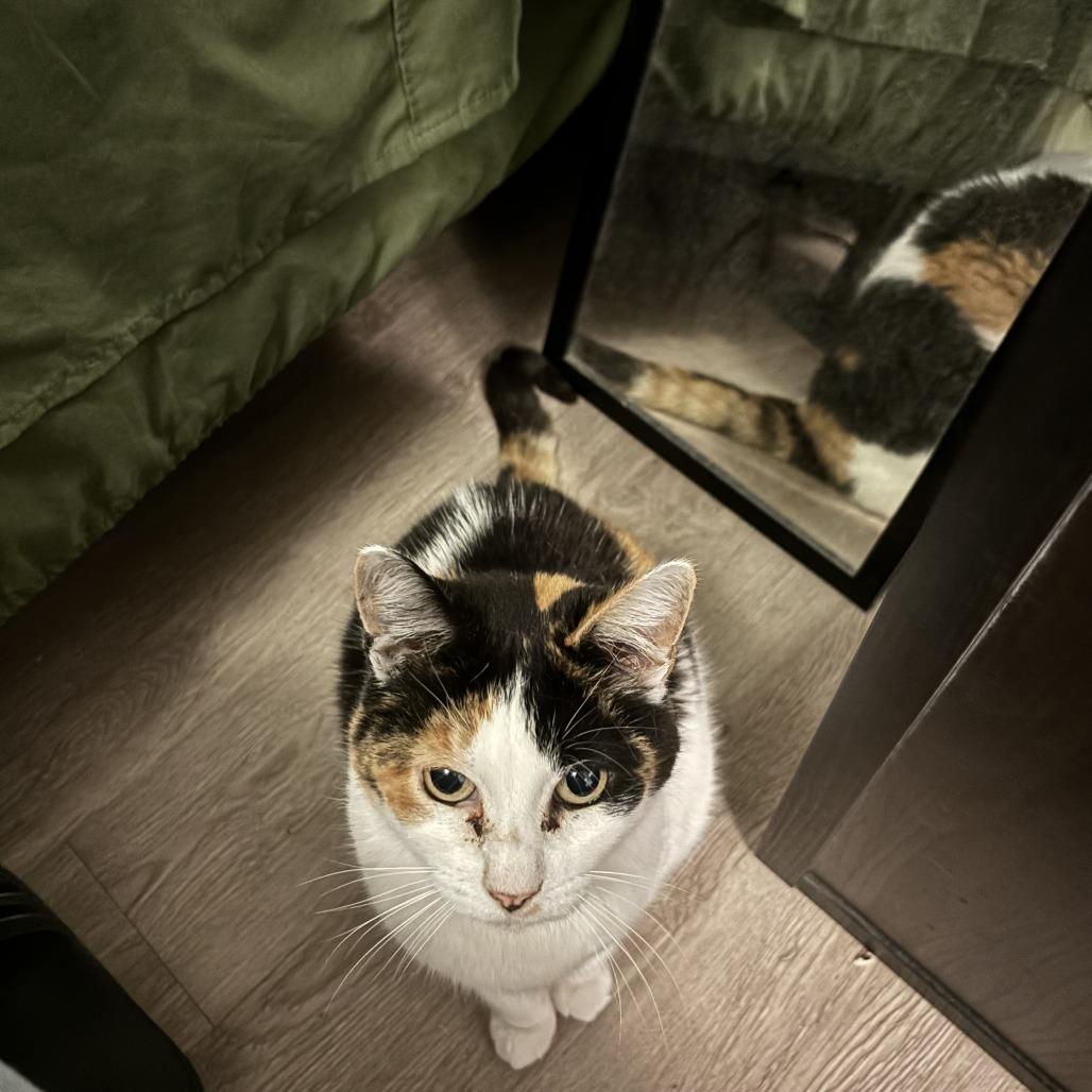 Enlarge Liberty, a Adoptable Domestic Short Hair in Santa Barbara, CA image 2/5