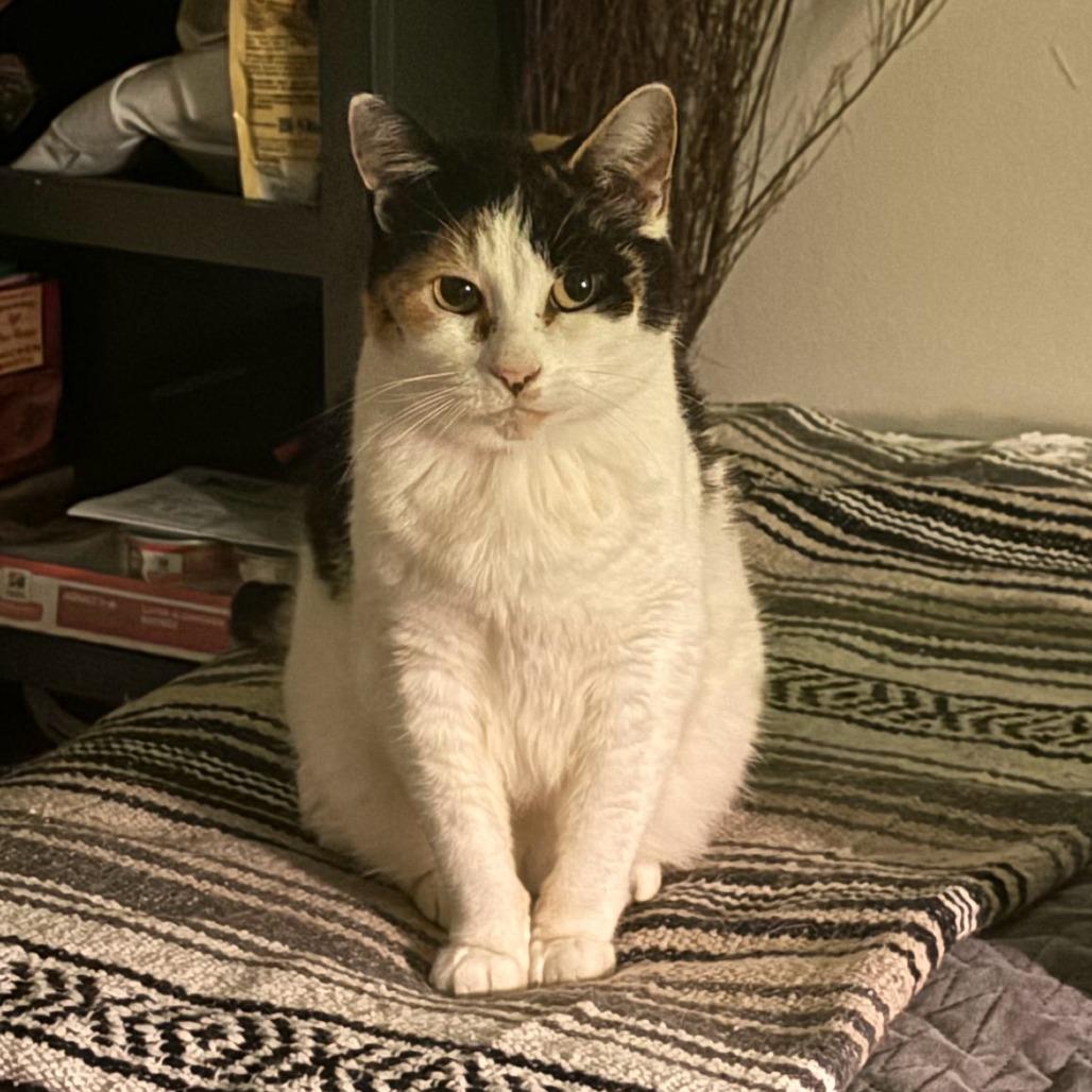 Enlarge Liberty, a Adoptable Domestic Short Hair in Santa Barbara, CA image 3/4