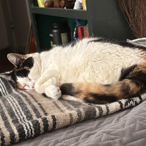 Enlarge Liberty, a Adoptable Domestic Short Hair in Santa Barbara, CA image 4/4