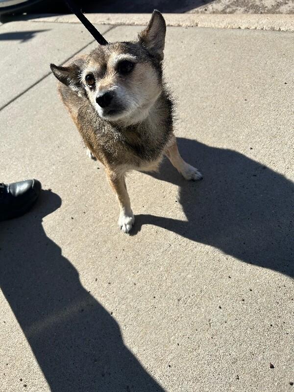 Myka, Adoptable, Adult Male Mixed Breed.