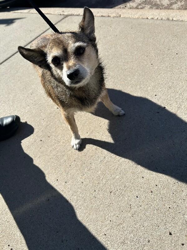 Enlarge Myka, a Adoptable Mixed Breed in Hobbs, NM image 4/5