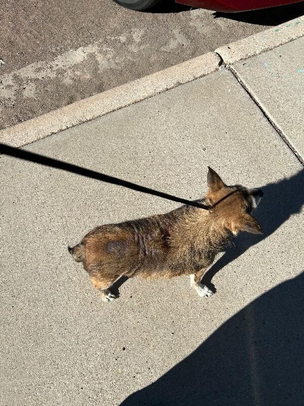 Enlarge Myka, a Adoptable Mixed Breed in Hobbs, NM image 5/5