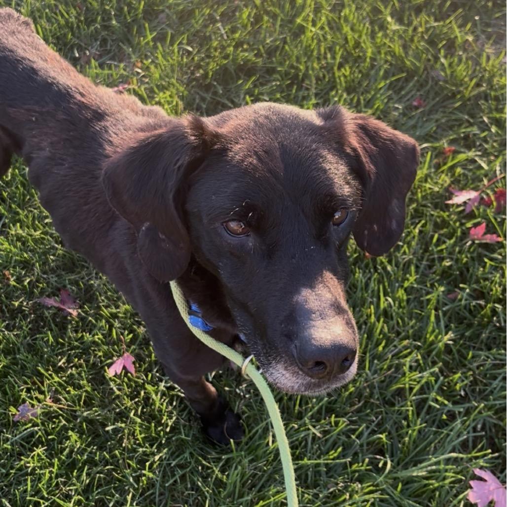 Enlarge Clover, a Adoptable mixed breed in Marysville, OH image 1/4