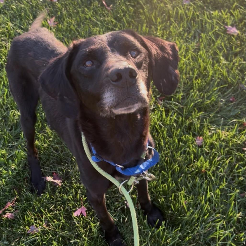 Enlarge Clover, a Adoptable mixed breed in Marysville, OH image 2/4